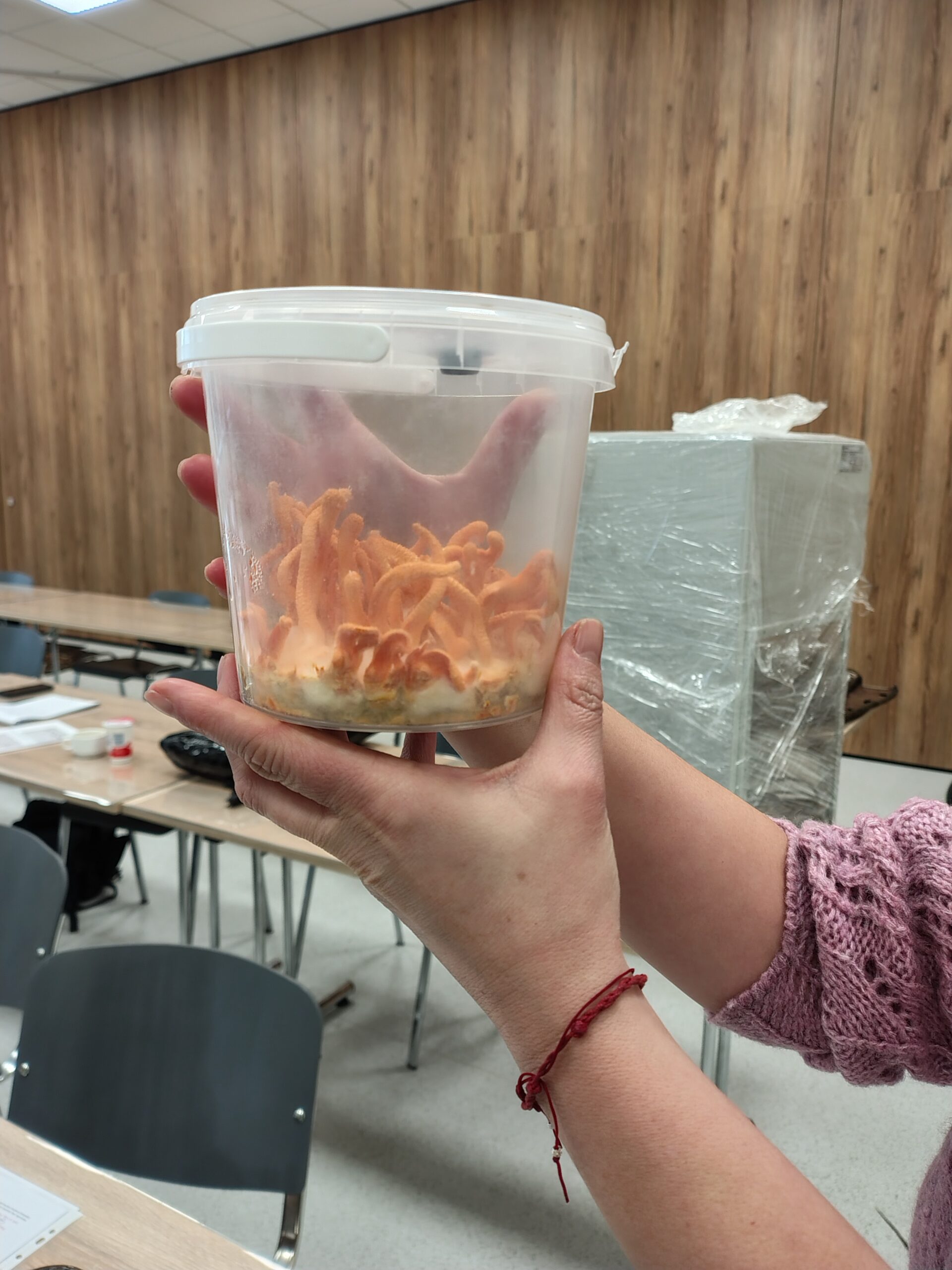 Uprawa grzybów jadalnych