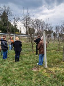 cięcie drzew owocowych