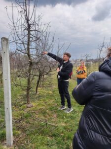 cięcie drzew owocowych