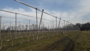winnica